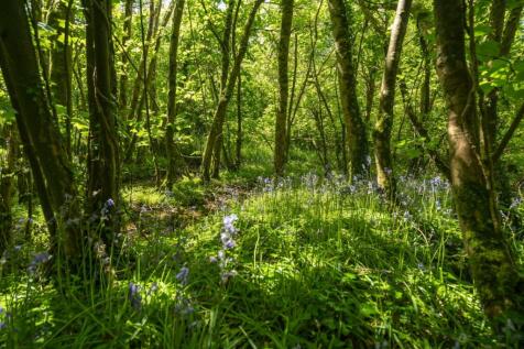 Woodland